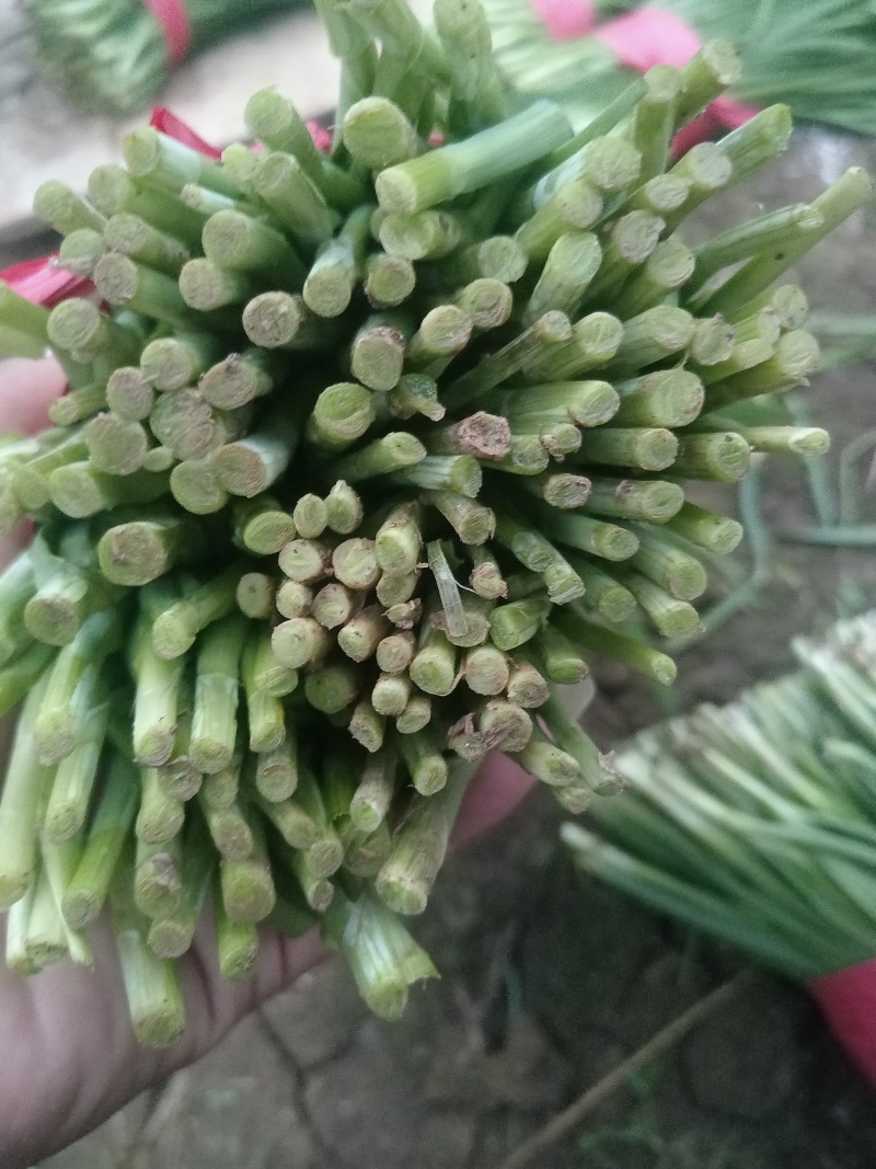 贵州小叶韭菜
