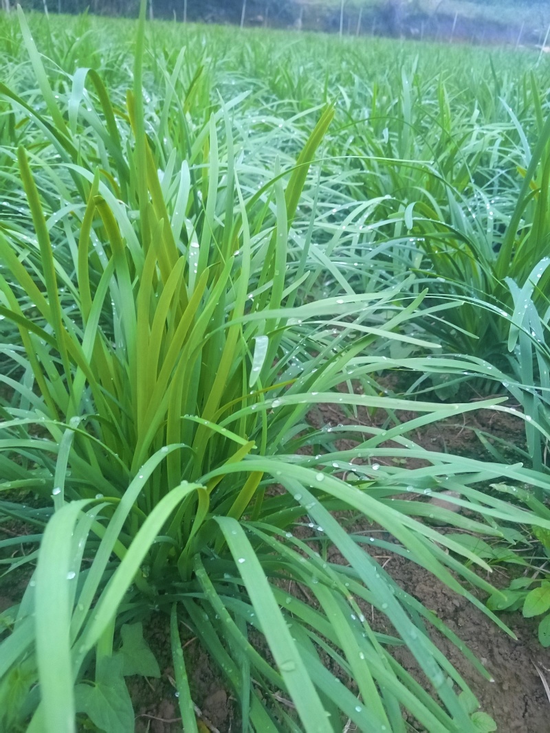 贵州小叶韭菜