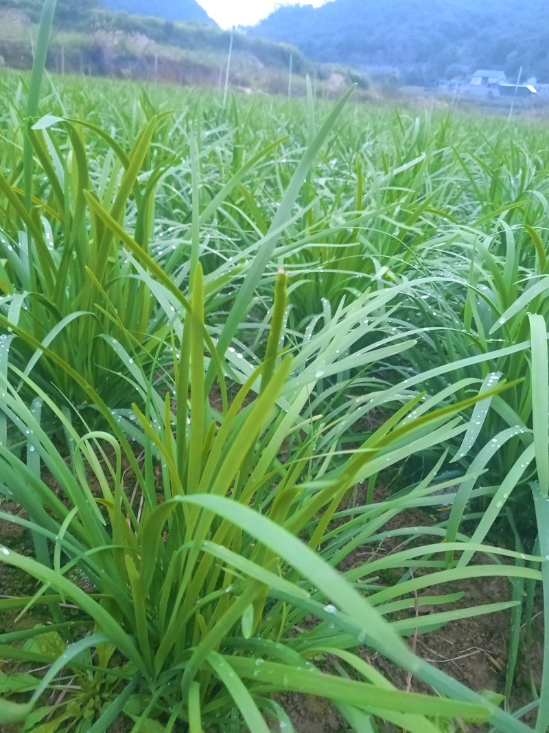 贵州小叶韭菜