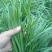 贵州小叶韭菜