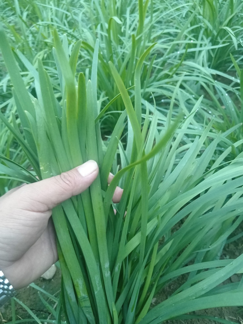 贵州小叶韭菜
