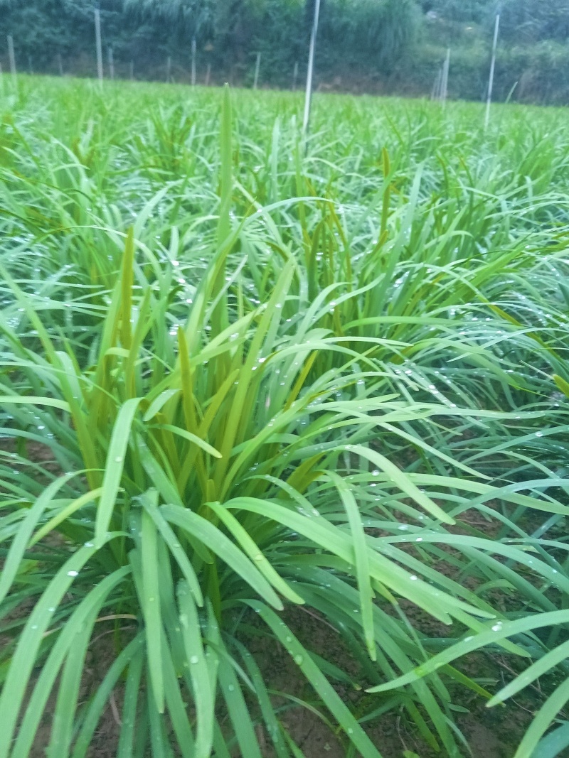 贵州小叶韭菜
