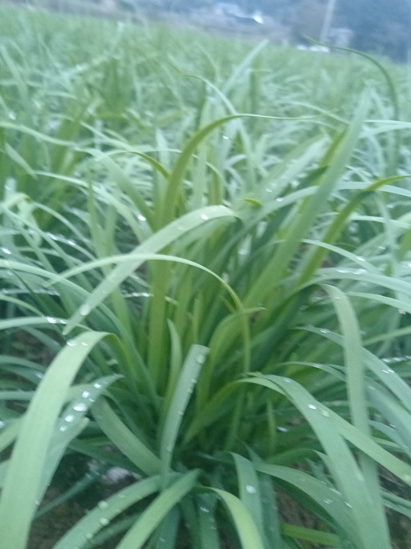 贵州小叶韭菜