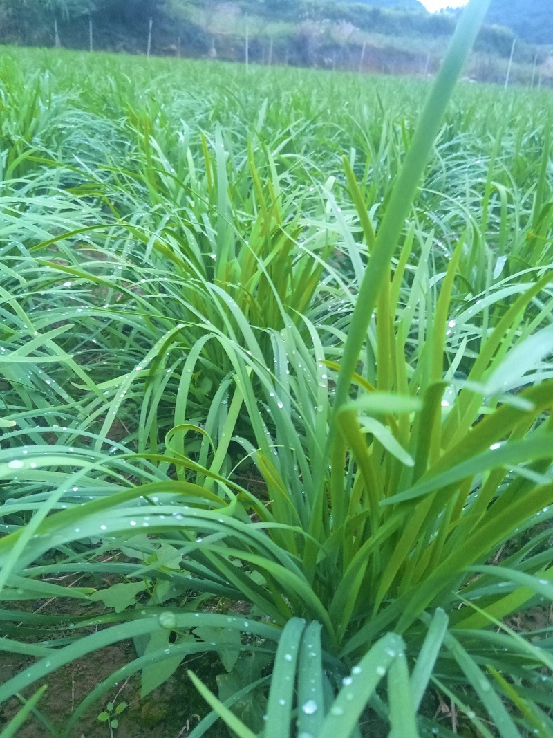 贵州小叶韭菜
