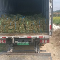 马尼拉草块