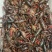 潜江清水小龙虾