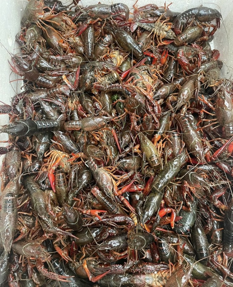 潜江清水小龙虾