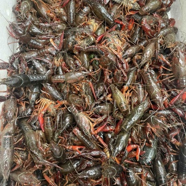 潜江清水小龙虾