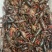 潜江清水小龙虾