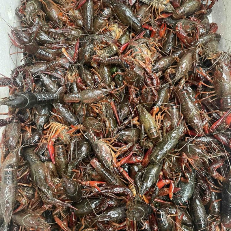 潜江清水小龙虾
