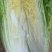 秋绿60白菜
