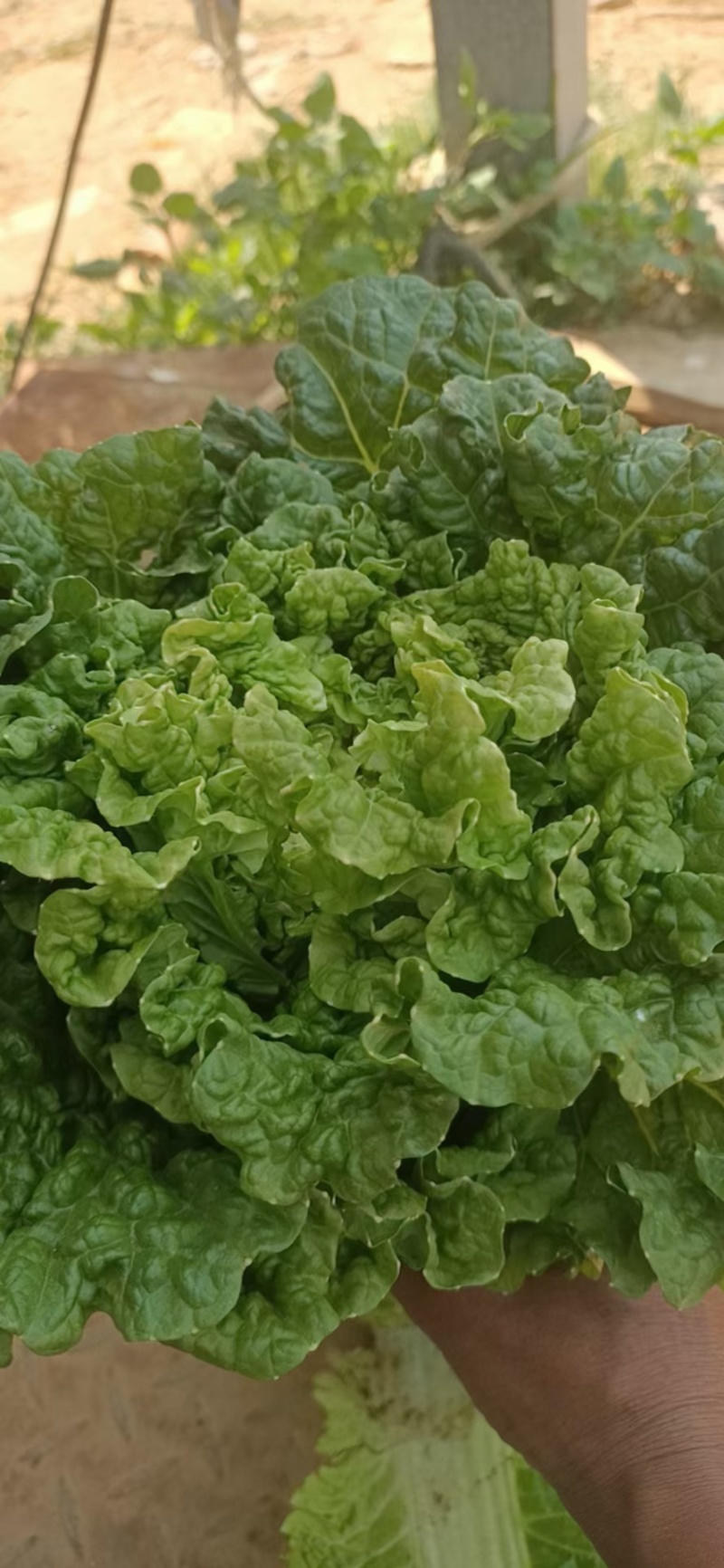 秋绿60白菜