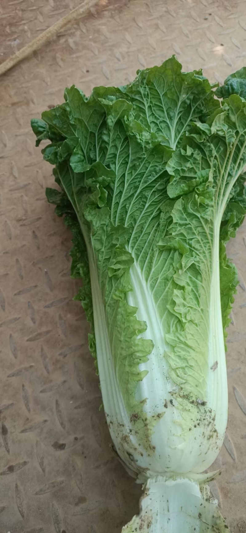 秋绿60白菜