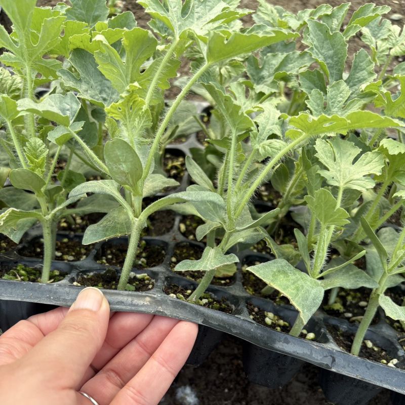 高抗龙卷风西瓜苗，服务周到，价格实惠，苗场直发，技术指导