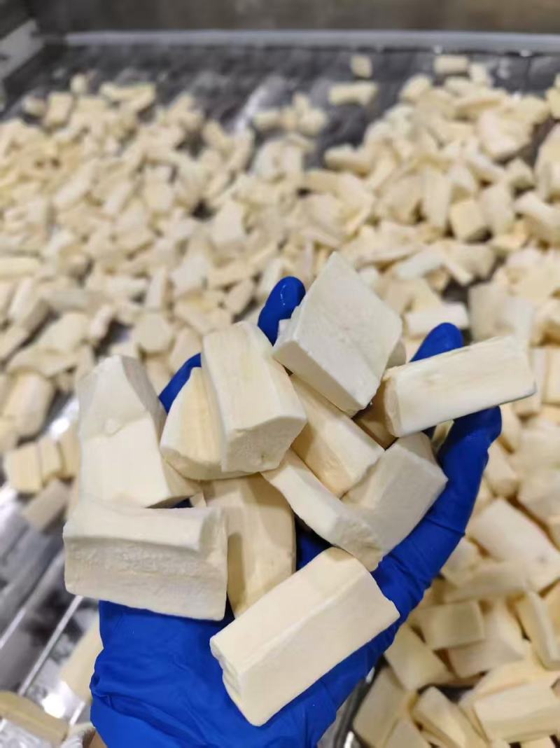 大量供应华南九号黄心木薯块欢迎各位老板合作