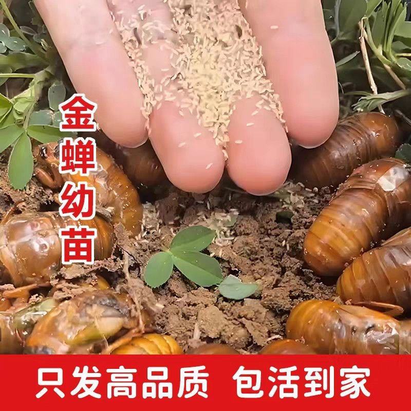 金蝉幼苗爬叉种卵知了猴金蝉养殖优质知了猴苗卵种子爬叉蝉苗