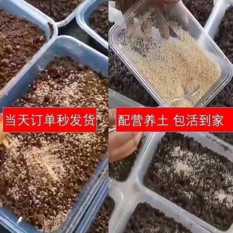 金蝉幼苗爬叉种卵知了猴金蝉养殖优质知了猴苗卵种子爬叉蝉苗