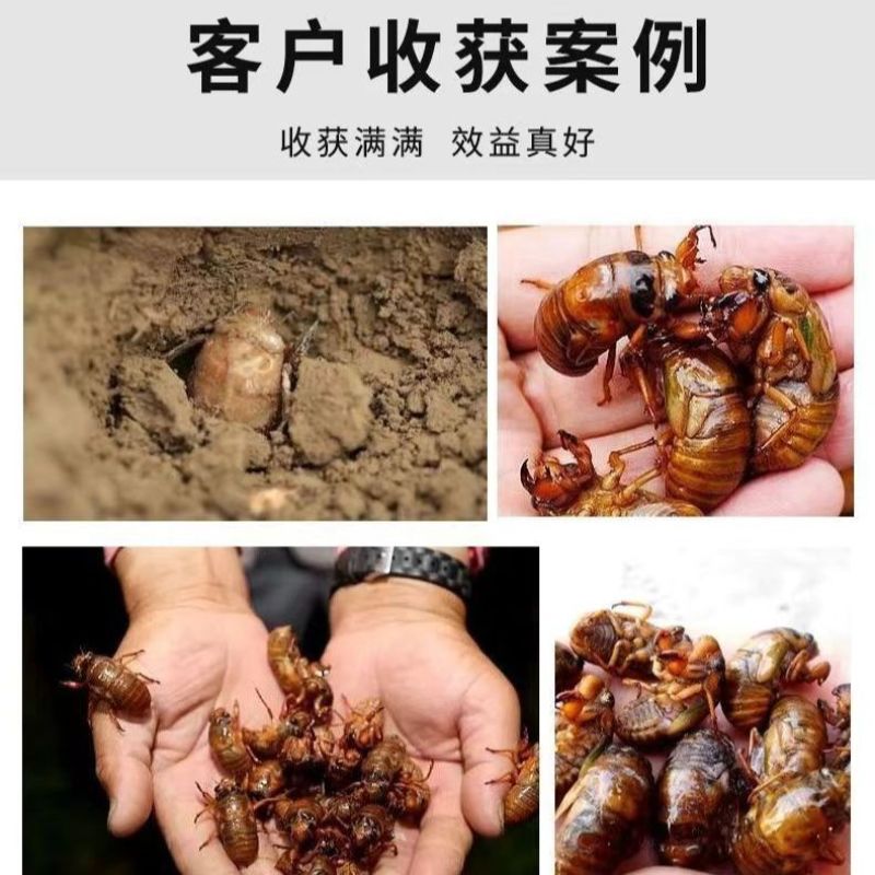 金蝉幼苗爬叉种卵知了猴金蝉养殖优质知了猴苗卵种子爬叉蝉苗