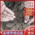 金蝉幼苗爬叉种卵知了猴金蝉养殖优质知了猴苗卵种子爬叉蝉苗