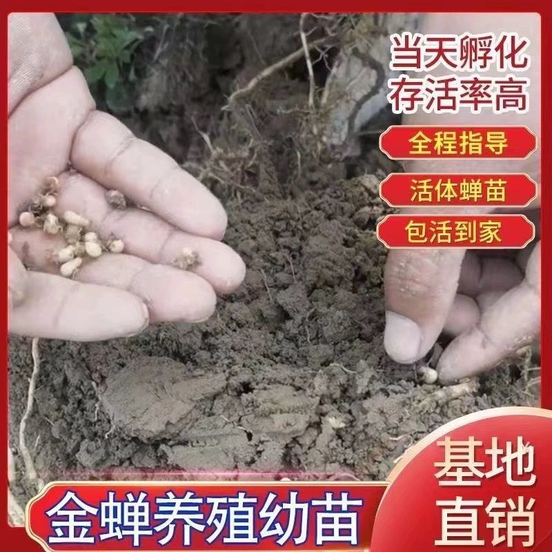 金蝉幼苗爬叉种卵知了猴金蝉养殖优质知了猴苗卵种子爬叉蝉苗