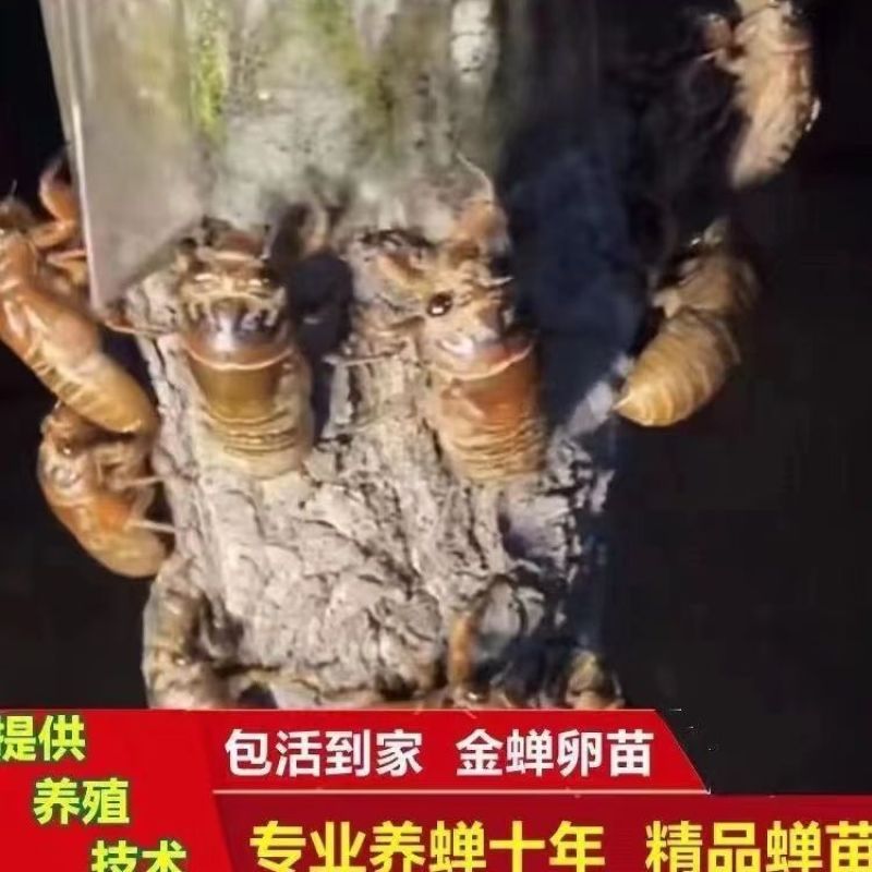 金蝉幼苗爬叉种卵知了猴金蝉养殖优质知了猴苗卵种子爬叉蝉苗