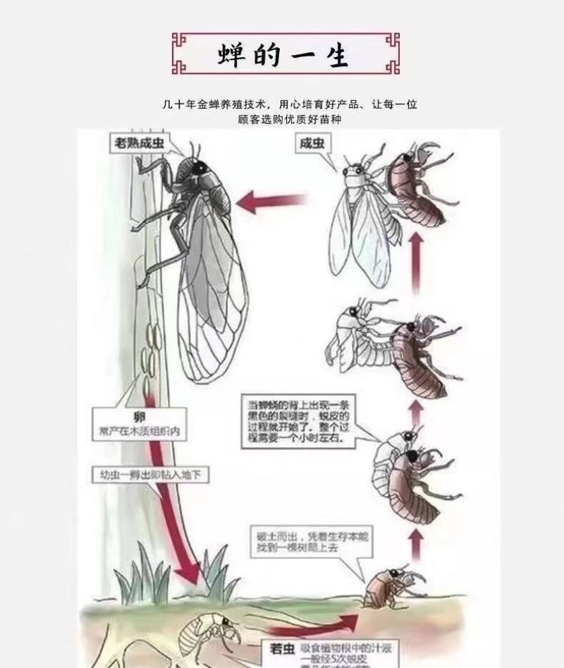 金蝉幼苗爬叉种卵知了猴金蝉养殖优质知了猴苗卵种子爬叉蝉苗