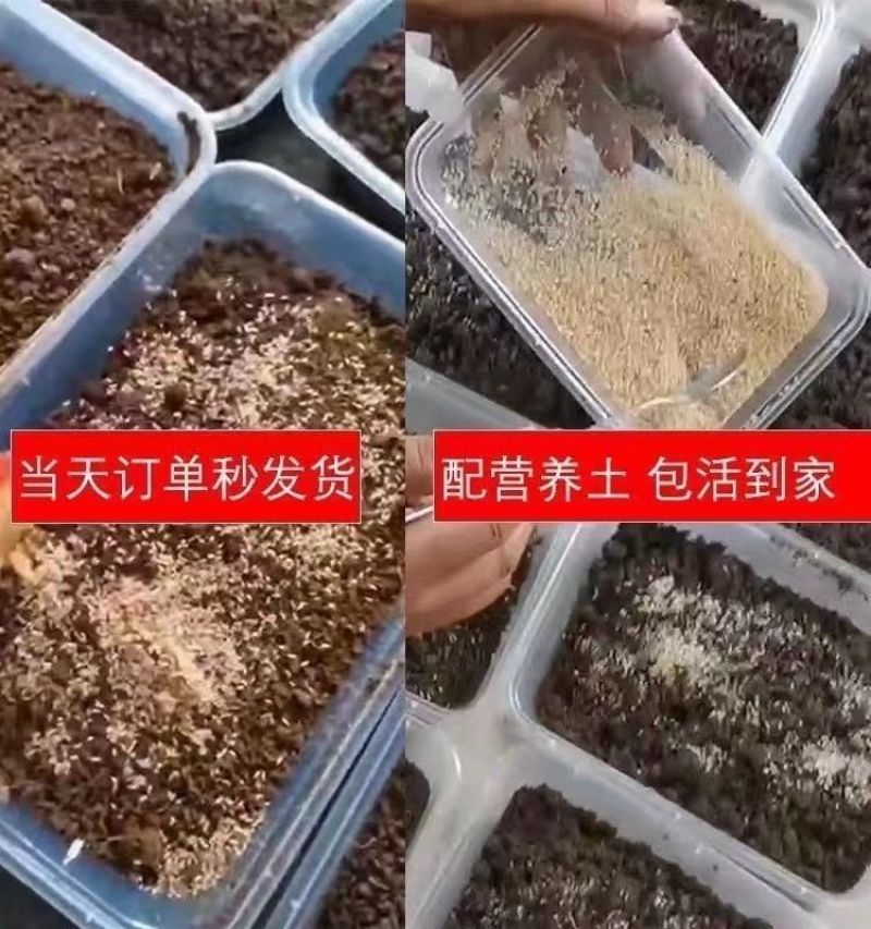 金蝉幼苗爬叉种卵知了猴金蝉养殖优质知了猴苗卵种子爬叉蝉苗