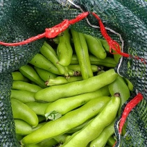 蚕豆，精品福鼎大豆，每日新鲜采摘的精品蚕豆