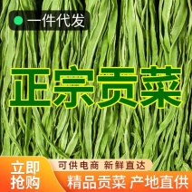 贡菜新货产地直销火锅食材酒店餐饮供应