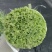 什邡蒜苔大量上市了