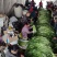 什邡蒜苔大量上市了