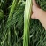 什邡蒜苔大量上市了