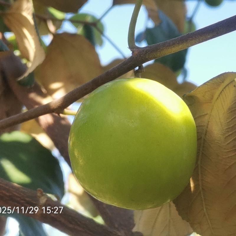 大青枣苗苹果枣苗11号。包邮