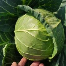 湖北斯特丹甘蓝楚禾甘蓝牛心甘蓝基地直供适合各种包装