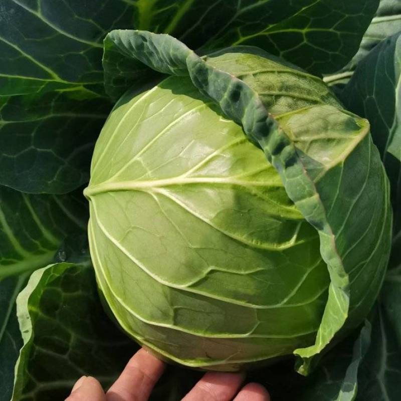 湖北斯特丹甘蓝楚禾甘蓝牛心甘蓝基地直供适合各种包装