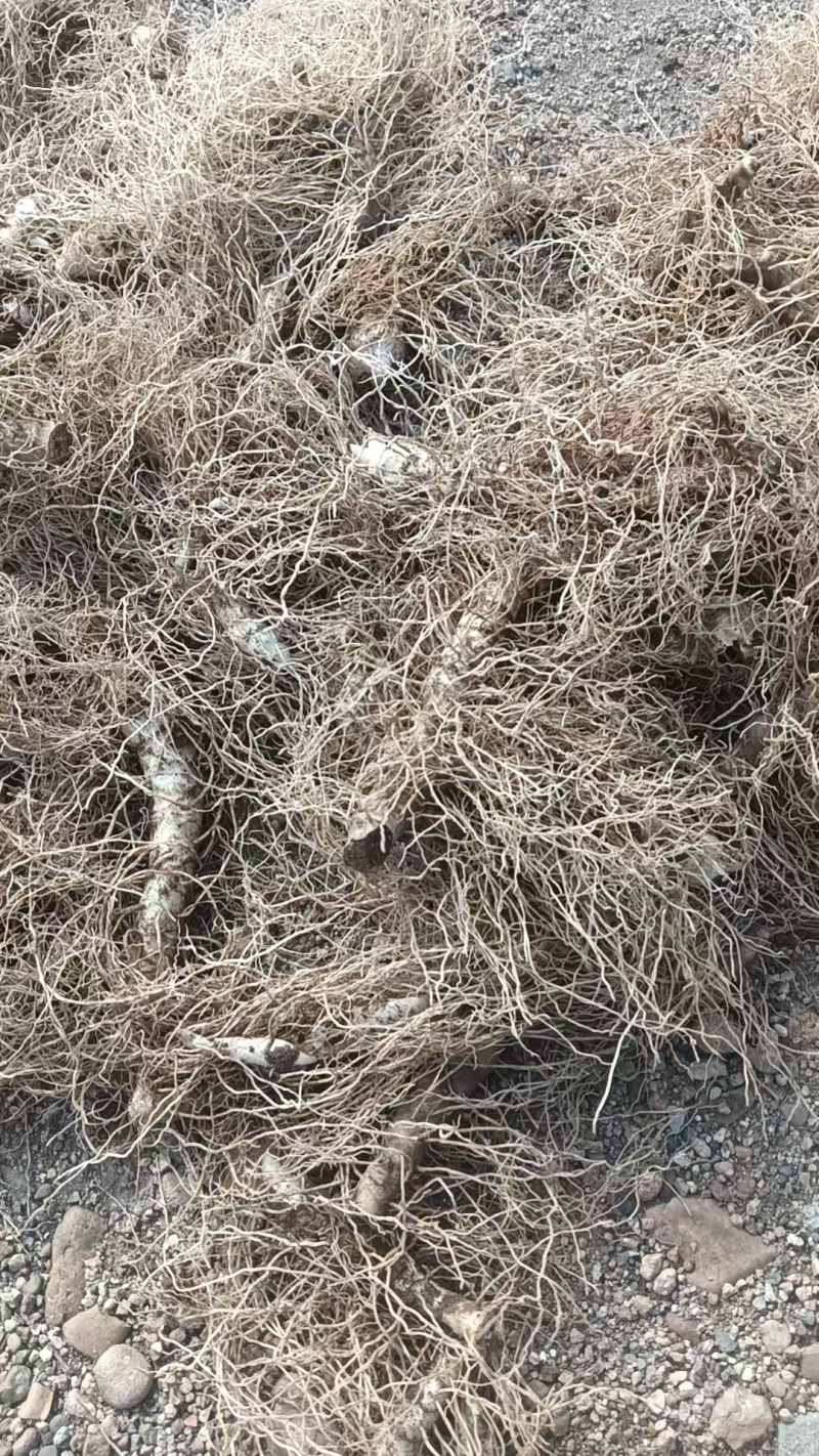 精品玉竹货源充足量大从优质量保证一手货源诚信经营