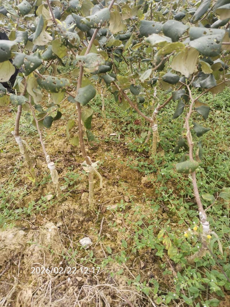 大青枣苗苹果枣苗11号。包邮