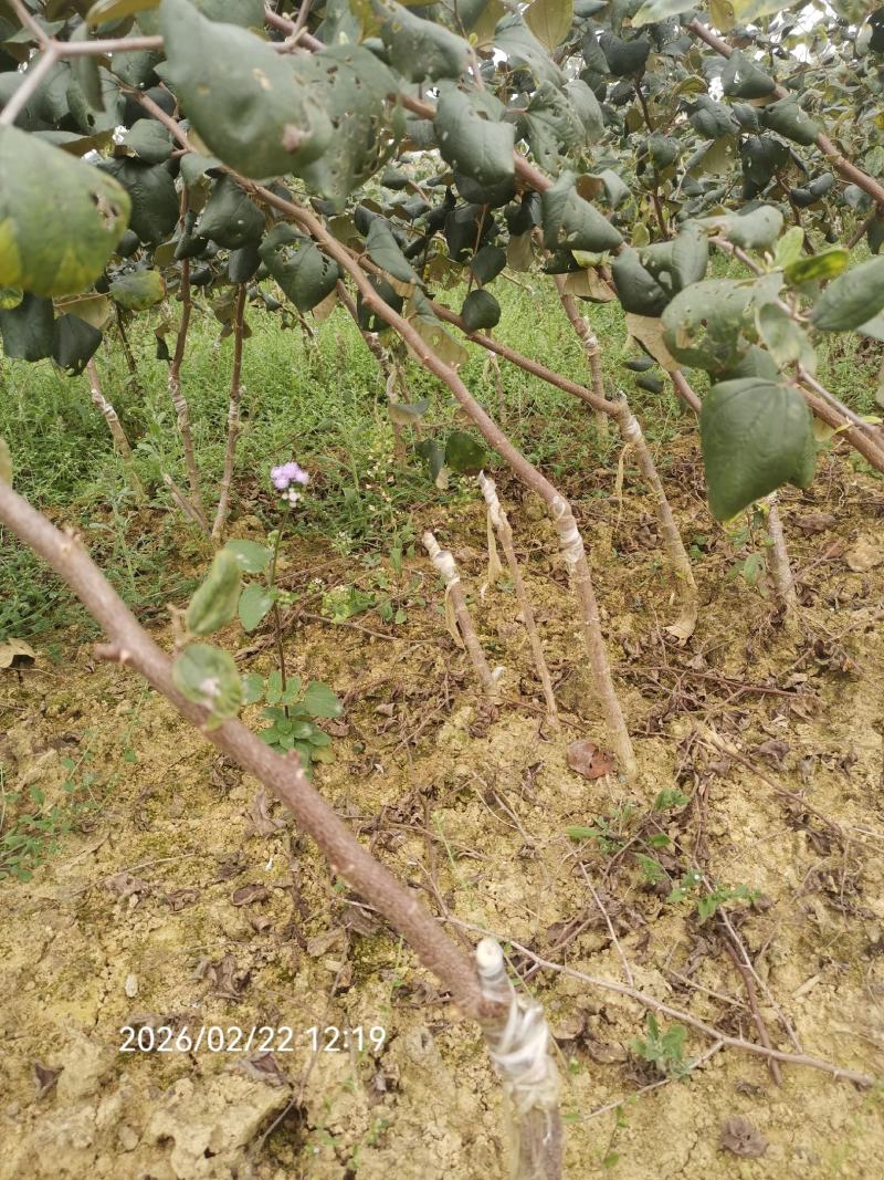 大青枣苗苹果枣苗11号。包邮