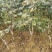 大青枣苗苹果枣苗11号。包邮