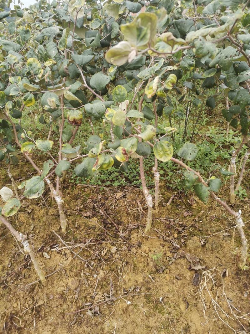 大青枣苗苹果枣苗11号。包邮