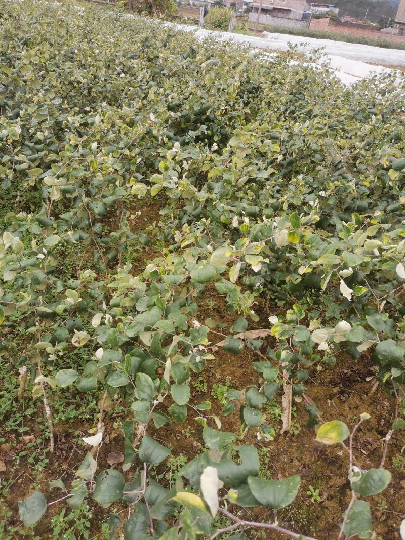 大青枣苗苹果枣苗11号。包邮