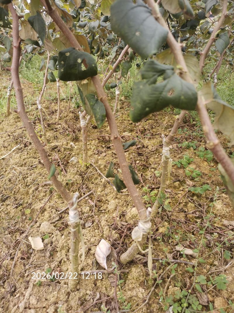 大青枣苗苹果枣苗11号。包邮