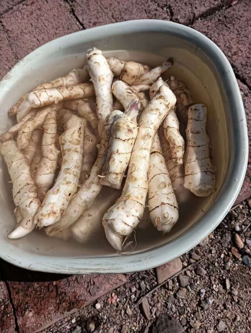 精品玉竹货源充足量大从优质量保证一手货源诚信经营
