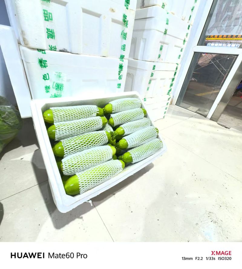 辽宁精品西葫芦-棚户自家无中间商环节
