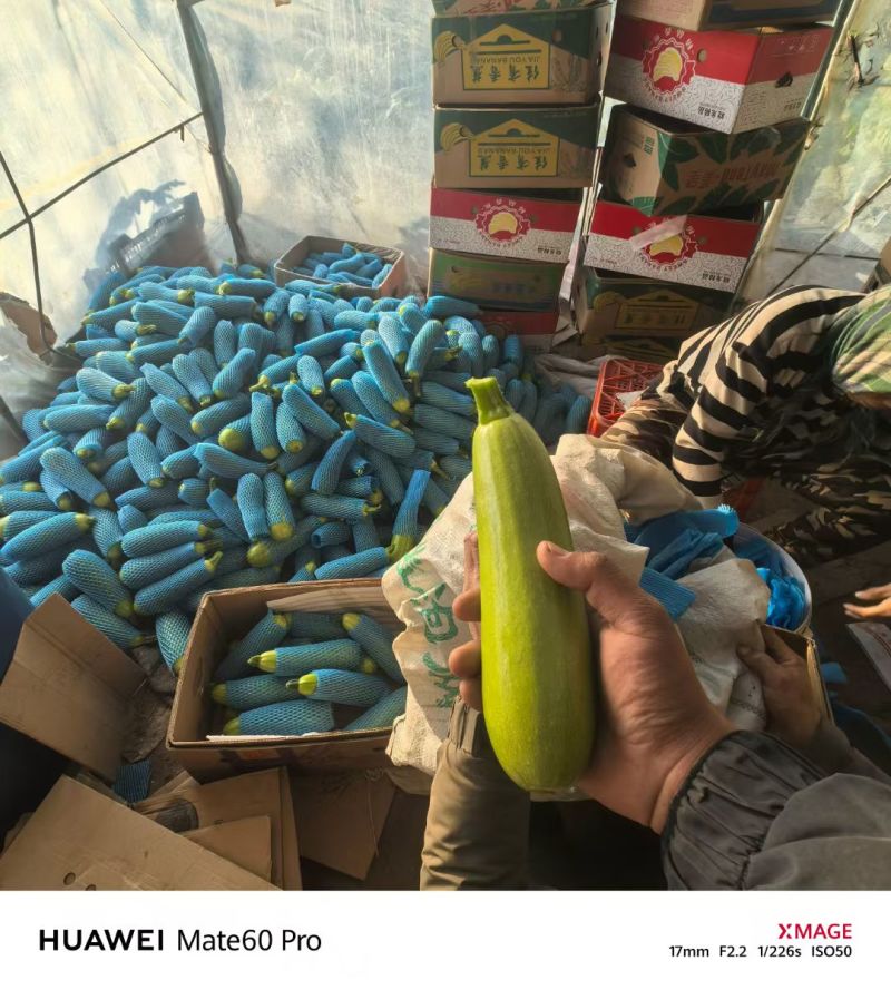 辽宁精品西葫芦-棚户自家无中间商环节