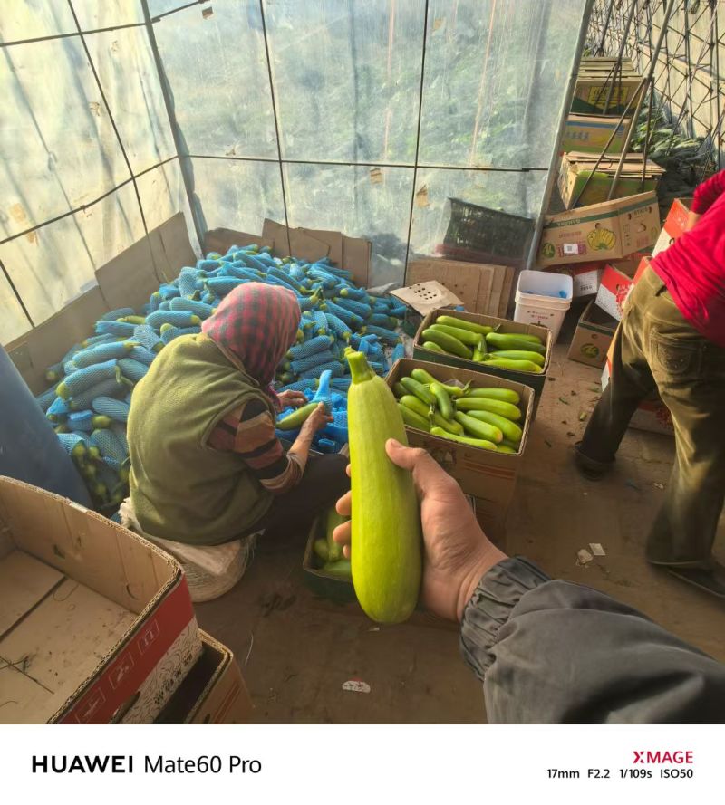 辽宁精品西葫芦-棚户自家无中间商环节