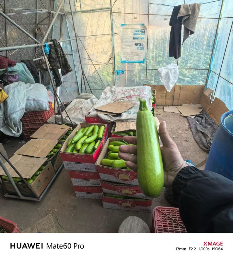辽宁精品西葫芦-棚户自家无中间商环节