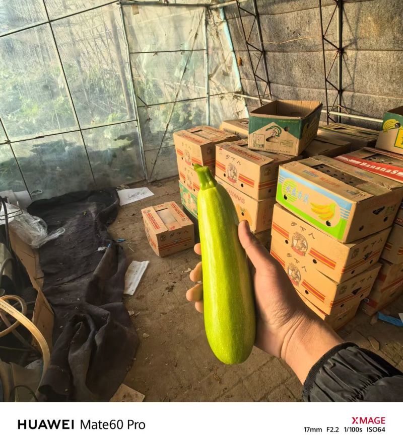 辽宁精品西葫芦-棚户自家无中间商环节