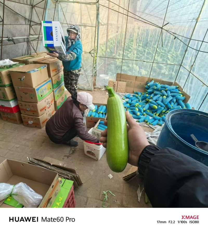 辽宁精品西葫芦-棚户自家无中间商环节