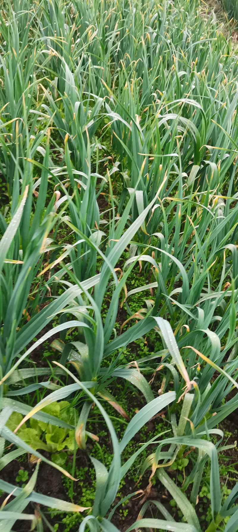 本地新鲜红根蒜苗，现拔现发，产地直销，量大成优。
